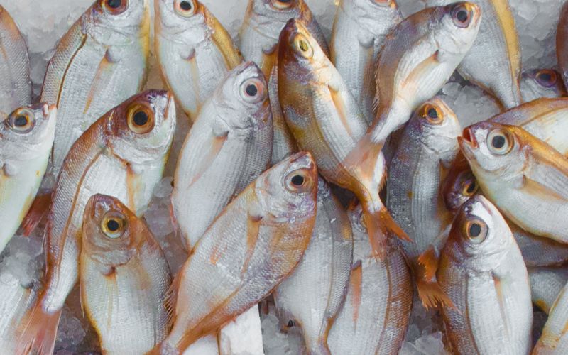 Understanding the UK Fish Food Market:  