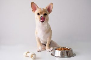 Read more about the article Best Pet Food to Stock at Your Retail Store in the UK