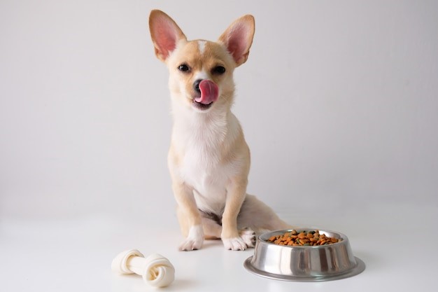 Best Pet Food to Stock at Your Retail Store in the UK